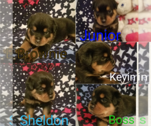 Rottweiler Puppy for sale in PEORIA, AZ, USA