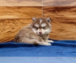 Small #2 Pomsky