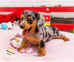Puppy Lana Dachshund