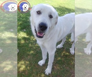 Great Pyrenees Dogs for adoption in Spring, TX, USA