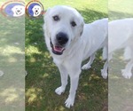 Small Great Pyrenees