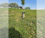 Small #2 Coonhound