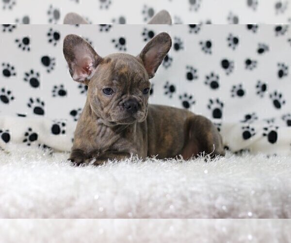 Medium Photo #4 French Bulldog Puppy For Sale in LAKE FOREST, IL, USA