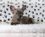 Small Photo #4 French Bulldog Puppy For Sale in LAKE FOREST, IL, USA