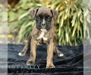 Boxer Puppy for sale in HONEY BROOK, PA, USA