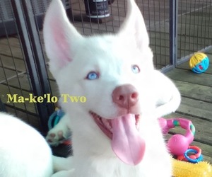 Medium Siberian Husky