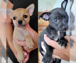 Wapoo Dogs for adoption in WASHINGTON, MI, USA