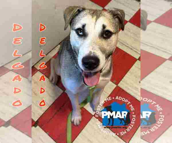 Medium Photo #2 Huskies -Unknown Mix Puppy For Sale in Binghamton, NY, USA