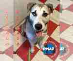 Small #1 Huskies  Mix