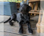 Small #14 Golden Retriever Mix