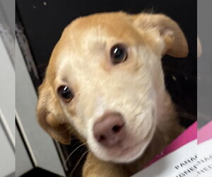 Mutt Dogs for adoption in Sanford, FL, USA