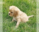 Small Photo #8 Cavalier King Charles Spaniel Puppy For Sale in BELVIDERE, IL, USA