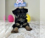 Small #1 YorkiePoo
