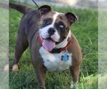 Small Bulldog Mix
