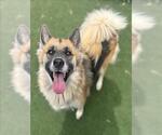 Small German Shepherd Dog Mix