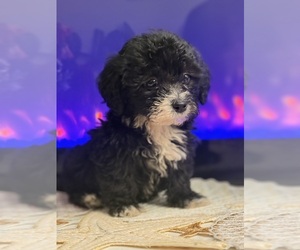 Maltipoo Puppy for sale in SUNNYVALE, CA, USA