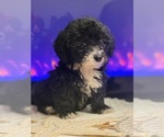 Image preview for Ad Listing. Nickname: Puppy