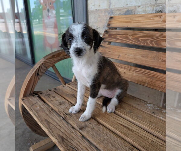 Medium Photo #1 Mutt Puppy For Sale in Chico, CA, USA