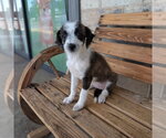 Small Mutt