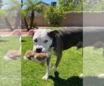Small #3 Bullboxer Pit
