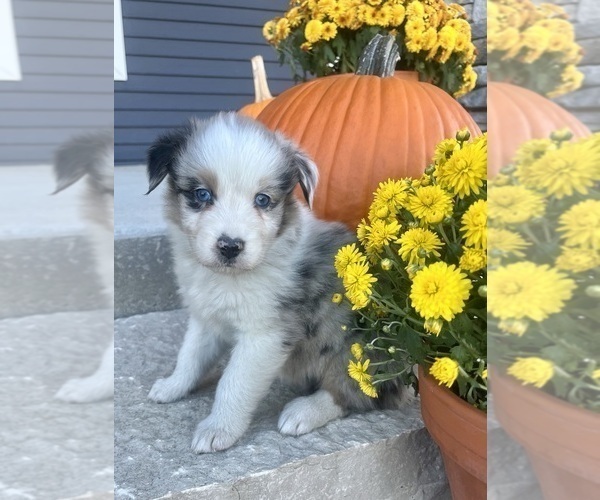 Medium Photo #4 Australian Shepherd Puppy For Sale in LODA, IL, USA