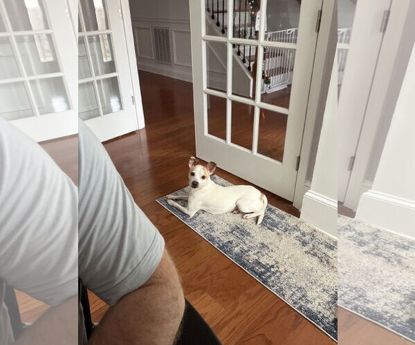 Medium Photo #4 Jack Chi Puppy For Sale in Greensboro, NC, USA