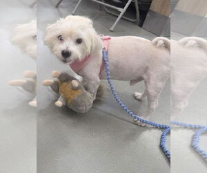 Shih-Poo Dogs for adoption in Decatur, GA, USA