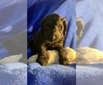 Small Photo #65 Goldendoodle Puppy For Sale in DYERSBURG, TN, USA