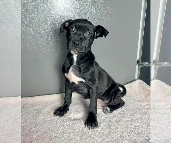 Medium Photo #1 American Staffordshire Terrier-Unknown Mix Puppy For Sale in New Oxford , PA, USA