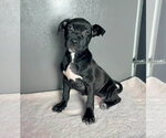 Bo Peep - Female American Staffordshire Terrier-Unknown Mix Dog for Adoption - Small photo