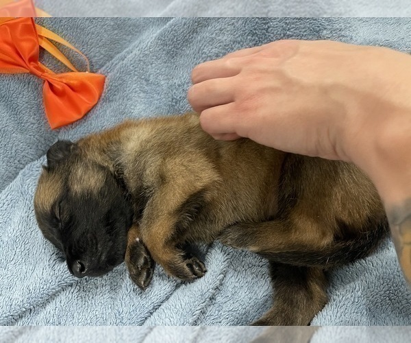 Medium Photo #134 Belgian Malinois Puppy For Sale in REESEVILLE, WI, USA