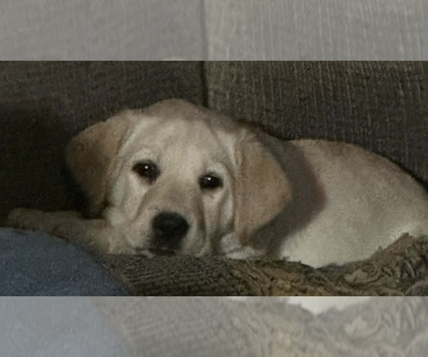 Medium Photo #1 Labrador Retriever Puppy For Sale in HOMER, MI, USA