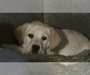Labrador Retriever Puppy for sale in HOMER, MI, USA