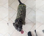 Small #12 American Pit Bull Terrier Mix