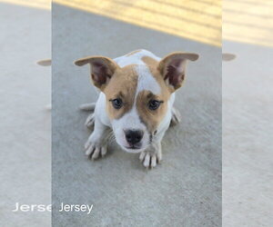 French Bulldog-Unknown Mix Dogs for adoption in Bolivar, MO, USA