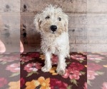 Small #1 Schnauzer (Miniature)
