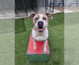 Osbourne - Male American Staffordshire Terrier-Unknown Mix Dog for Adoption - Photo #7