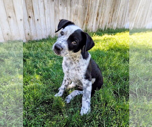 Medium Photo #9 Border Collie-Unknown Mix Puppy For Sale in Sandy, UT, USA