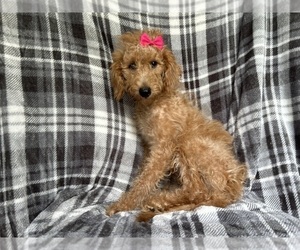 Miniature Labradoodle Puppy for Sale in LAKELAND, Florida USA