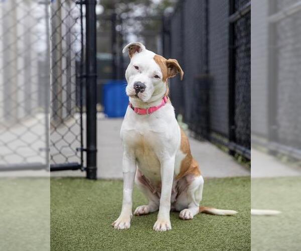 Medium Photo #2 Staffordshire Bull Terrier-Unknown Mix Puppy For Sale in Dedham, MA, USA