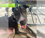Small #7 Bull Terrier Mix