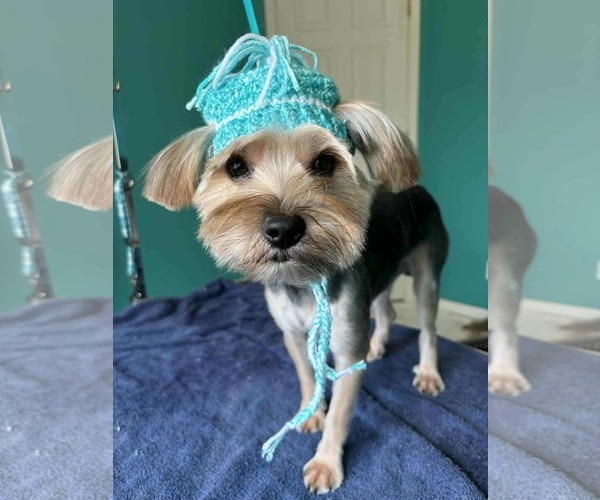 Medium Photo #5 Mutt Puppy For Sale in Gretna, NE, USA