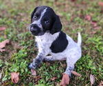 Small #2 German Shorthaired Pointer-Goldendoodle Mix