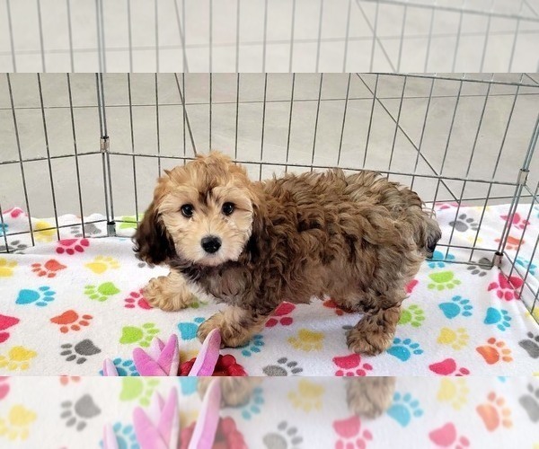 Medium Photo #7 Cockapoo-Poodle (Miniature) Mix Puppy For Sale in ORO VALLEY, AZ, USA