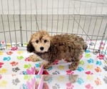Small #6 Cockapoo-Poodle (Miniature) Mix