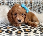 Small Photo #10 Cocker Spaniel-Poodle (Miniature) Mix Puppy For Sale in LAKELAND, FL, USA