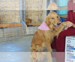 Mother of the Golden Retriever puppies born on 11/11/2022