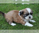 Small #2 Shih Tzu