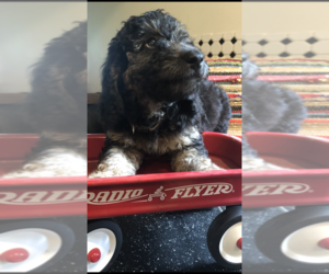 Bernedoodle (Miniature) Puppy for sale in RICHMOND, MI, USA