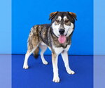 Small Photo #2 Gerberian Shepsky Puppy For Sale in Pasadena, CA, USA